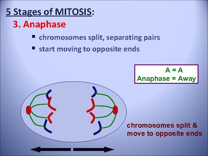 5 Stages of MITOSIS: 3. Anaphase § chromosomes split, separating pairs § start moving