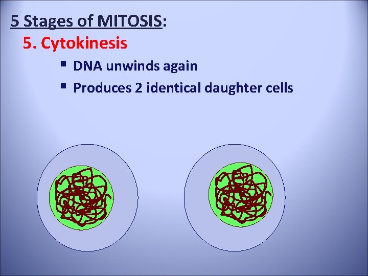 5 Stages of MITOSIS: 5. Cytokinesis § DNA unwinds again § Produces 2 identical