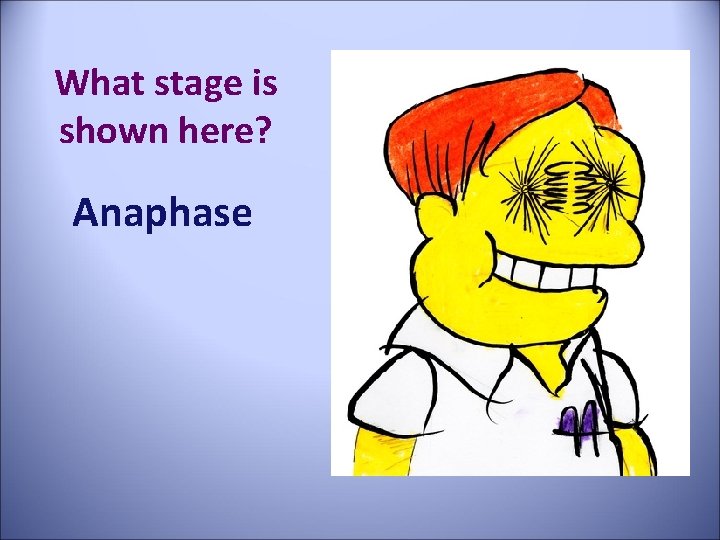 What stage is shown here? Anaphase 