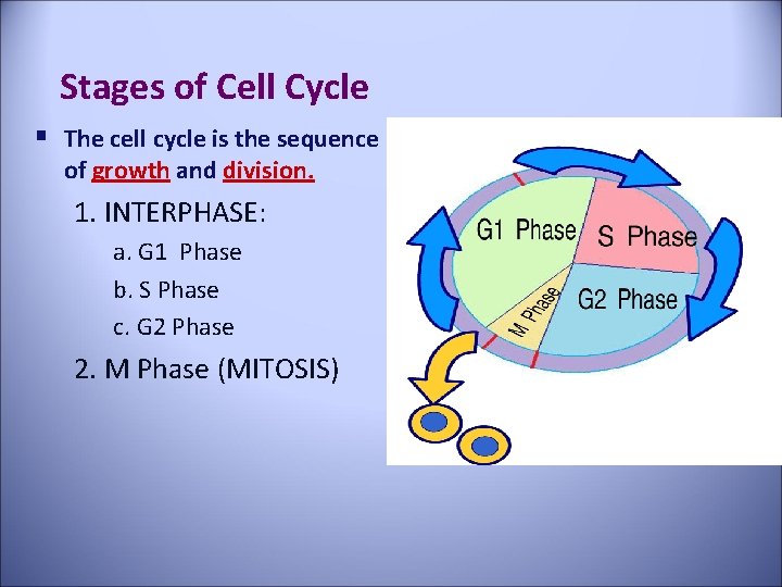 Stages of Cell Cycle § The cell cycle is the sequence of growth and