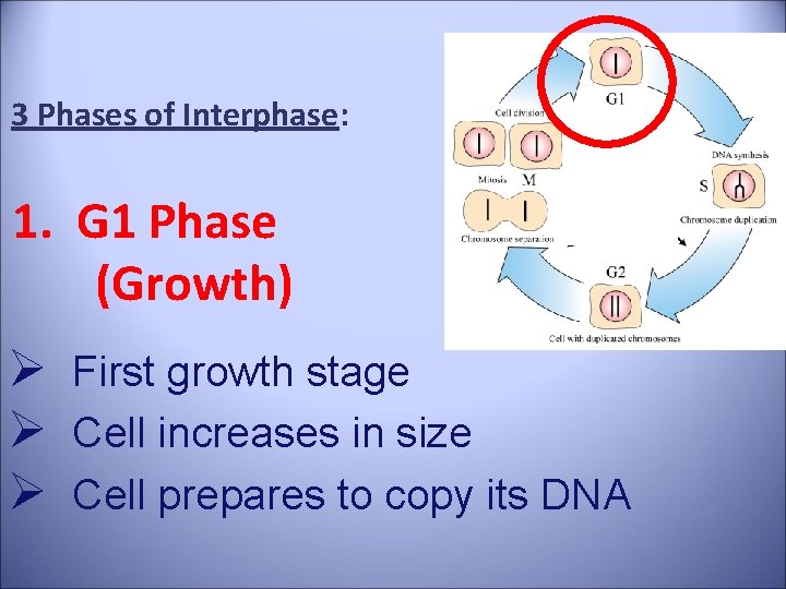 3 Phases of Interphase: 1. G 1 Phase (Growth) Ø First growth stage Ø