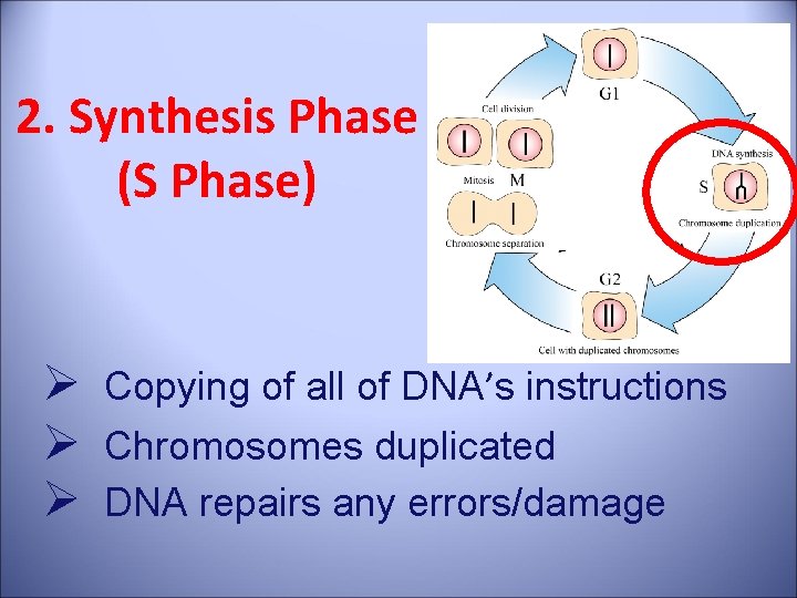 2. Synthesis Phase (S Phase) Ø Copying of all of DNA’s instructions Ø Chromosomes