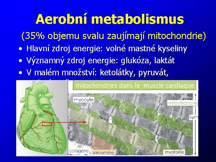 Aerobní metabolismus (35% objemu svalu zaujímají mitochondrie) • • • Hlavní zdroj energie: volné