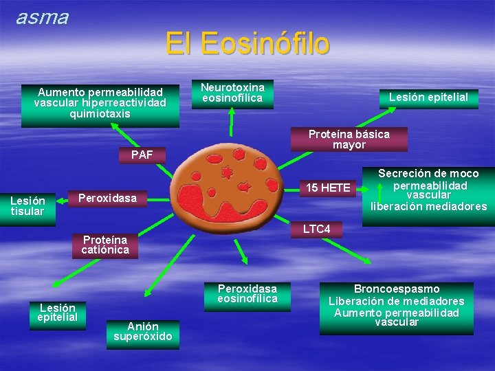 asma El Eosinófilo Aumento permeabilidad vascular hiperreactividad quimiotaxis Neurotoxina eosinofílica Proteína básica mayor PAF