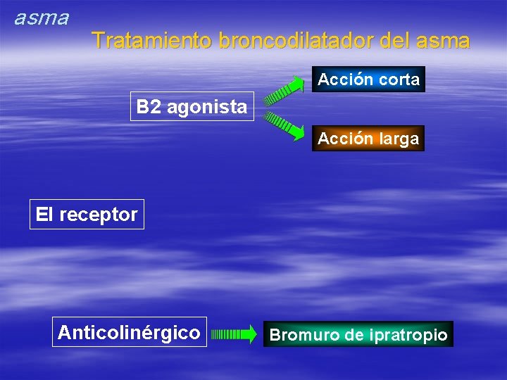 asma Tratamiento broncodilatador del asma Acción corta B 2 agonista Acción larga El receptor