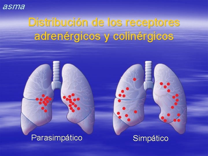 asma Distribución de los receptores adrenérgicos y colinérgicos Parasimpático Simpático 