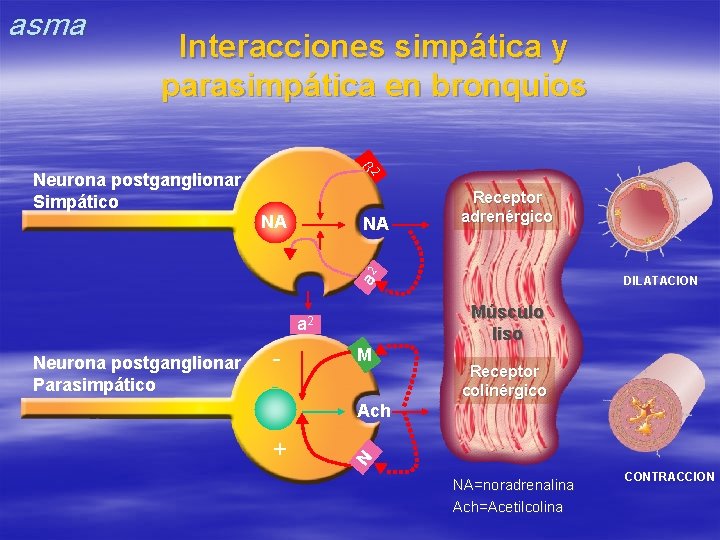 asma Interacciones simpática y parasimpática en bronquios b 2 Neurona postganglionar Simpático NA a