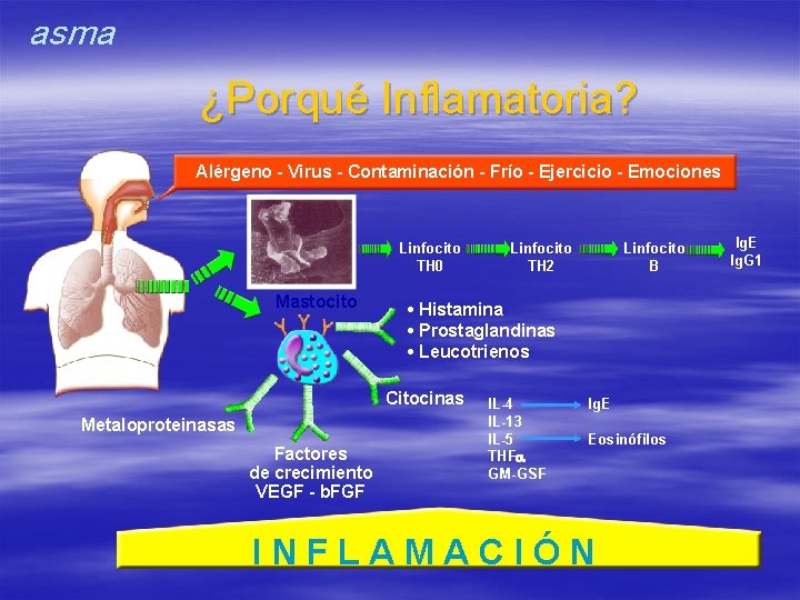 asma ¿Porqué Inflamatoria? Alérgeno - Virus - Contaminación - Frío - Ejercicio - Emociones