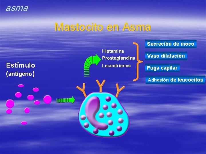 asma Mastocito en Asma Secreción de moco Estímulo (antígeno) Histamina Prostaglandina Vaso dilatación Leucotrienos