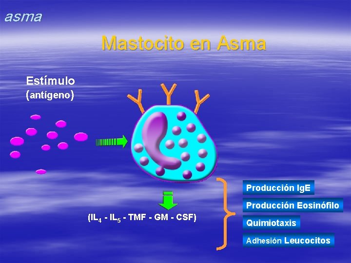 asma Mastocito en Asma Estímulo (antígeno) Producción Ig. E Producción Eosinófilo (IL 4 -