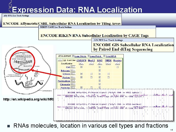 Expression Data: RNA Localization http: //en. wikipedia. org/wiki/MRNA RNAs molecules, location in various cell Expression Data: RNA Localization http: //en. wikipedia. org/wiki/MRNA RNAs molecules, location in various cell