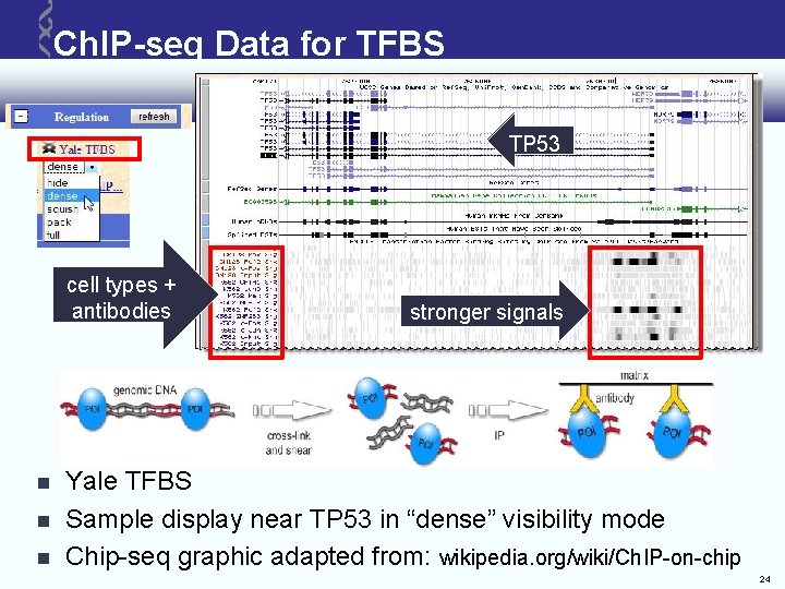 Ch. IP-seq Data for TFBS TP 53 cell types + antibodies stronger signals Yale Ch. IP-seq Data for TFBS TP 53 cell types + antibodies stronger signals Yale