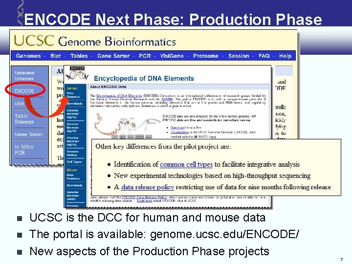 ENCODE Next Phase: Production Phase UCSC is the DCC for human and mouse data ENCODE Next Phase: Production Phase UCSC is the DCC for human and mouse data