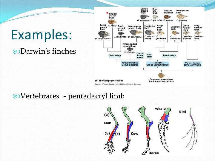 Examples: Darwin’s finches Vertebrates - pentadactyl limb 
