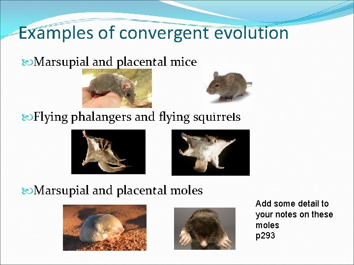 Examples of convergent evolution Marsupial and placental mice Flying phalangers and flying squirrels Marsupial