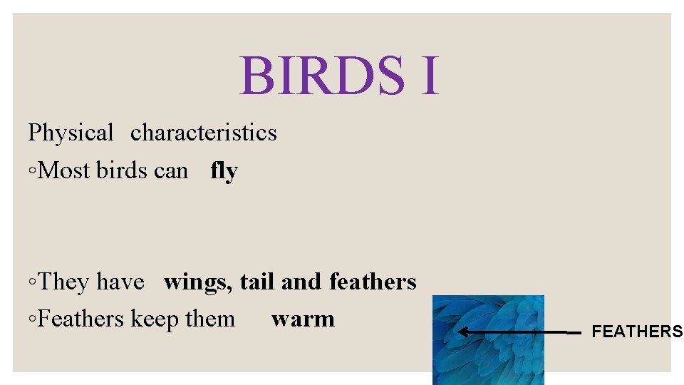 BIRDS I Physical characteristics ◦Most birds can fly ◦They have wings, tail and feathers