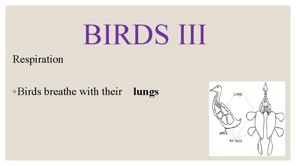 BIRDS III Respiration ◦ Birds breathe with their lungs 