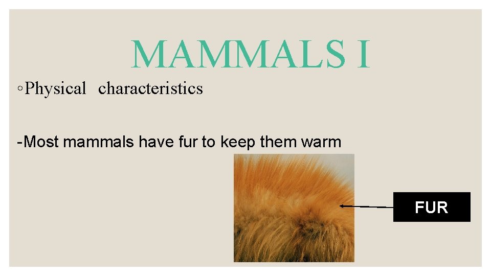 MAMMALS I ◦ Physical characteristics -Most mammals have fur to keep them warm FUR