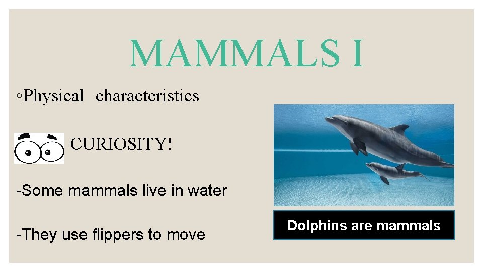 MAMMALS I ◦ Physical characteristics CURIOSITY! -Some mammals live in water -They use flippers