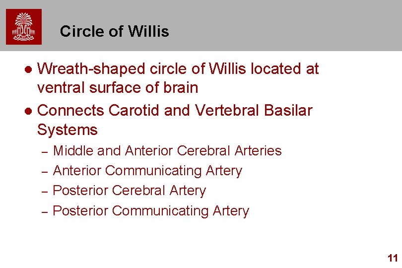 Circle of Willis Wreath-shaped circle of Willis located at ventral surface of brain l