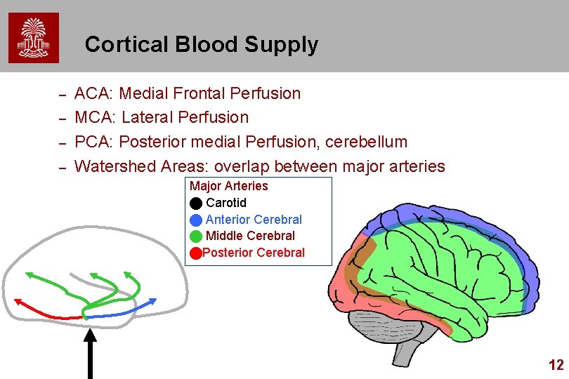 Cortical Blood Supply – – ACA: Medial Frontal Perfusion MCA: Lateral Perfusion PCA: Posterior