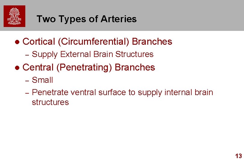 Two Types of Arteries l Cortical (Circumferential) Branches – l Supply External Brain Structures