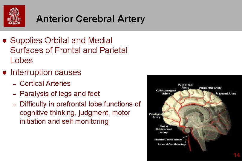 Anterior Cerebral Artery l l Supplies Orbital and Medial Surfaces of Frontal and Parietal