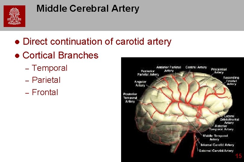 Middle Cerebral Artery Direct continuation of carotid artery l Cortical Branches l – –