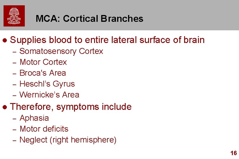 MCA: Cortical Branches l Supplies blood to entire lateral surface of brain – –