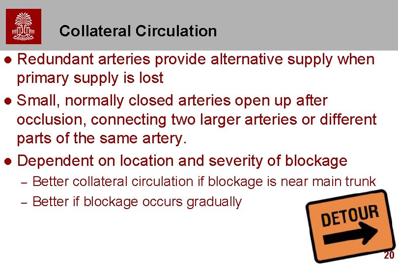 Collateral Circulation Redundant arteries provide alternative supply when primary supply is lost l Small,