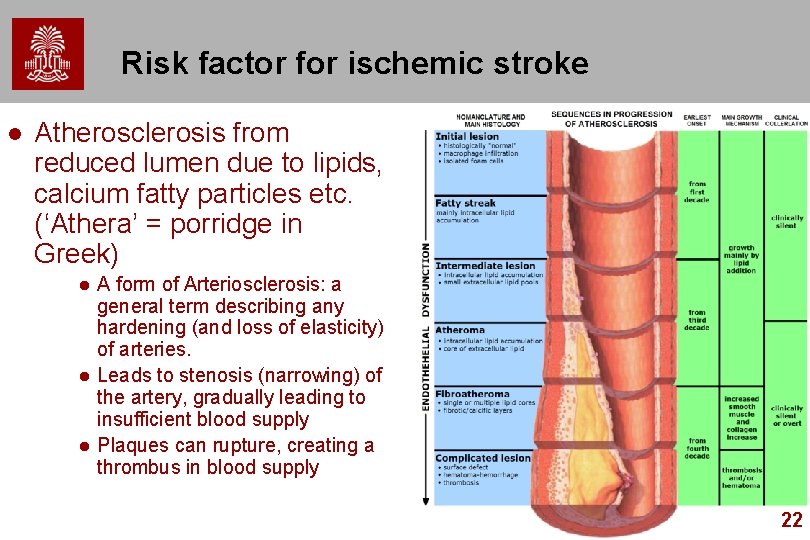 Risk factor for ischemic stroke l Atherosclerosis from reduced lumen due to lipids, calcium
