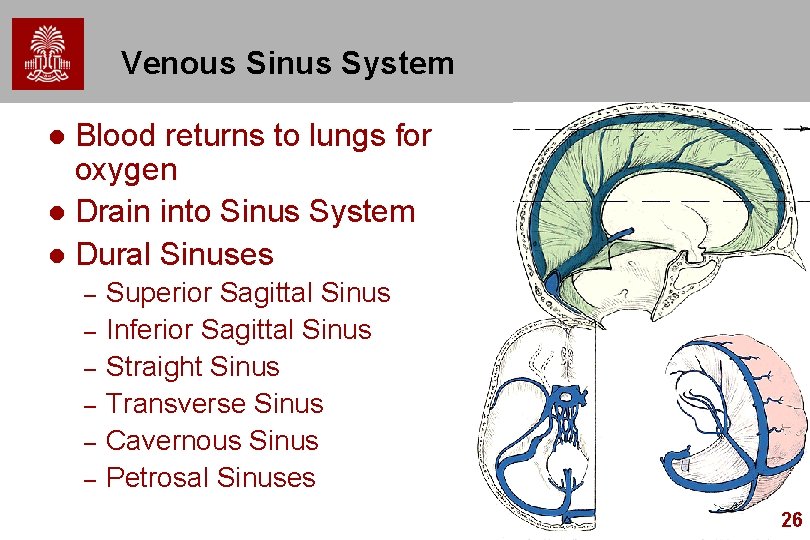 Venous Sinus System Blood returns to lungs for oxygen l Drain into Sinus System