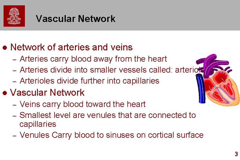 Vascular Network l Network of arteries and veins – – – l Arteries carry