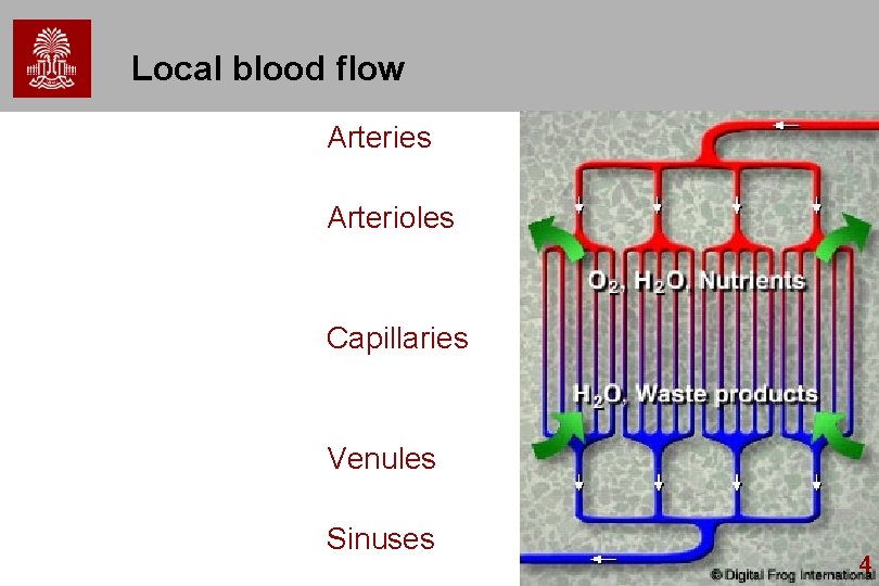 Local blood flow Arteries Arterioles Capillaries Venules Sinuses 4 