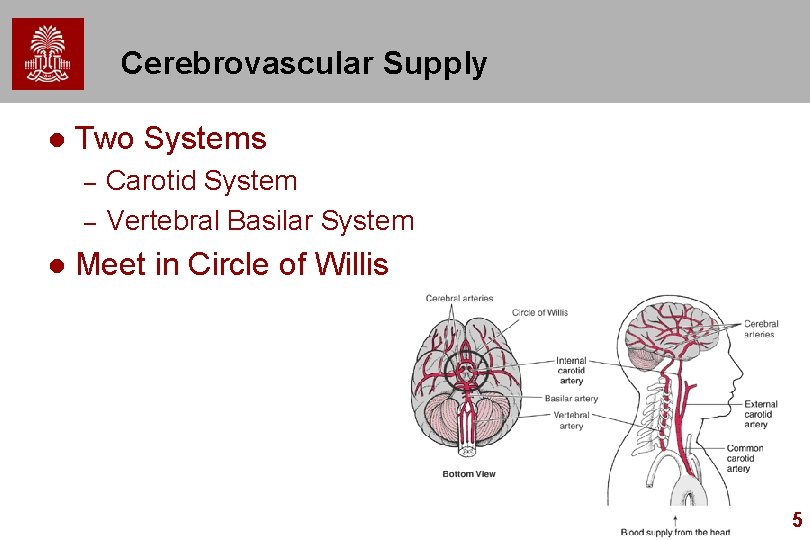 Cerebrovascular Supply l Two Systems – – l Carotid System Vertebral Basilar System Meet