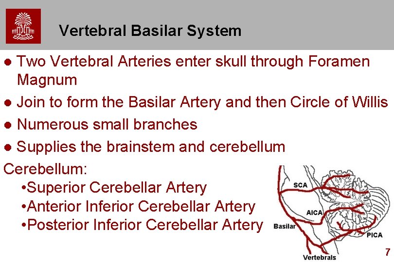 Vertebral Basilar System Two Vertebral Arteries enter skull through Foramen Magnum l Join to