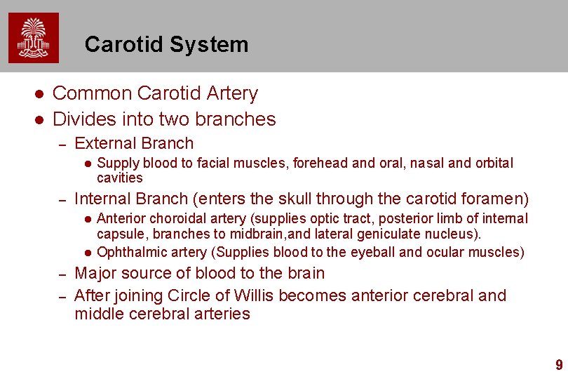 Carotid System l l Common Carotid Artery Divides into two branches – External Branch