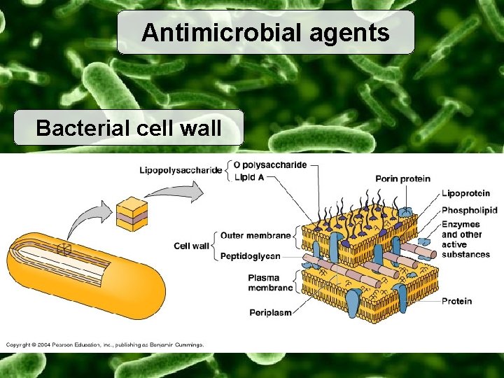 Antimicrobial agents Bacterial cell wall 