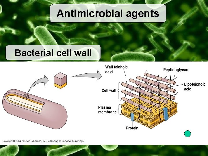 Antimicrobial agents Bacterial cell wall 