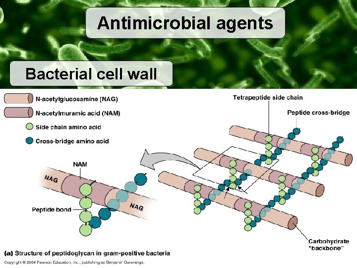 Antimicrobial agents Bacterial cell wall 
