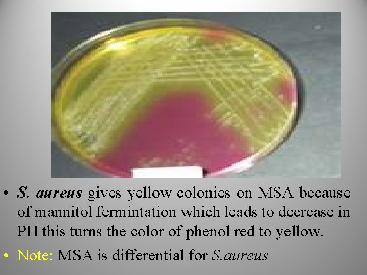  • S. aureus gives yellow colonies on MSA because of mannitol fermintation which