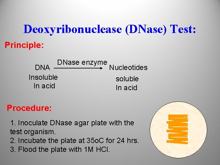 Deoxyribonuclease (DNase) Test: Principle: DNase enzyme DNA Insoluble In acid Nucleotides soluble In acid