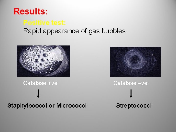 Results: Positive test: Rapid appearance of gas bubbles. Catalase +ve Staphylococci or Micrococci Catalase