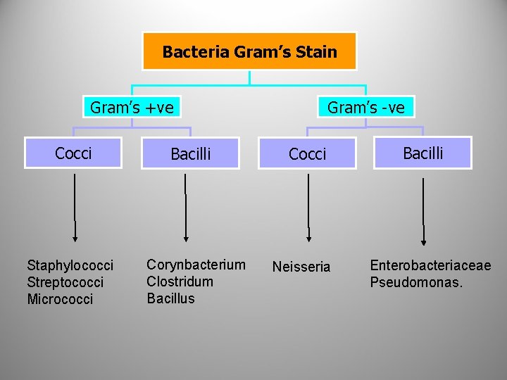 Bacteria Gram’s Stain Gram’s +ve Cocci Staphylococci Streptococci Micrococci Bacilli Corynbacterium Clostridum Bacillus Gram’s