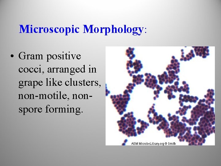 Microscopic Morphology: • Gram positive cocci, arranged in grape like clusters, non-motile, nonspore forming.