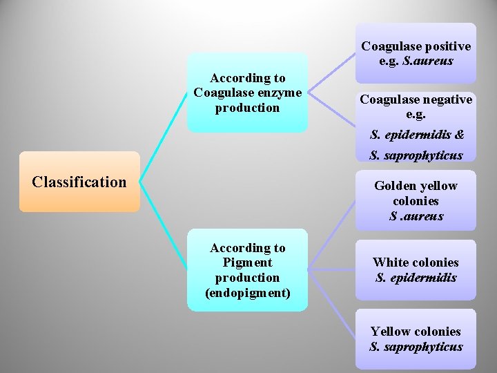 Coagulase positive e. g. S. aureus According to Coagulase enzyme production Classification Coagulase negative