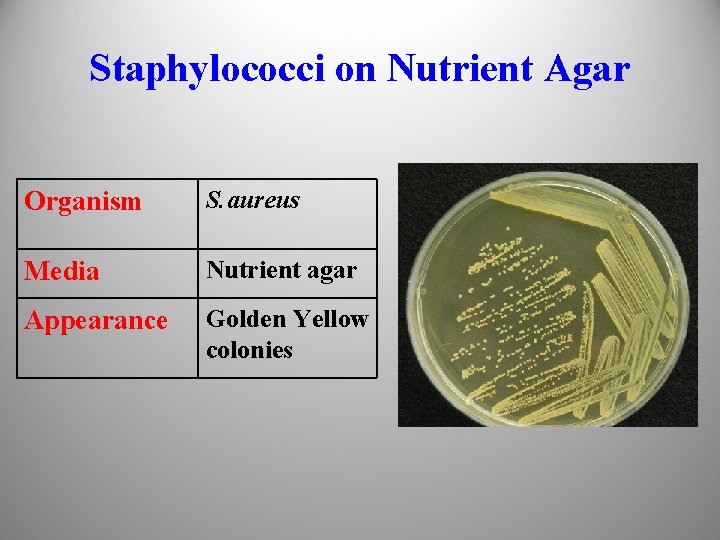 Staphylococci on Nutrient Agar Organism S. aureus Media Nutrient agar Appearance Golden Yellow colonies