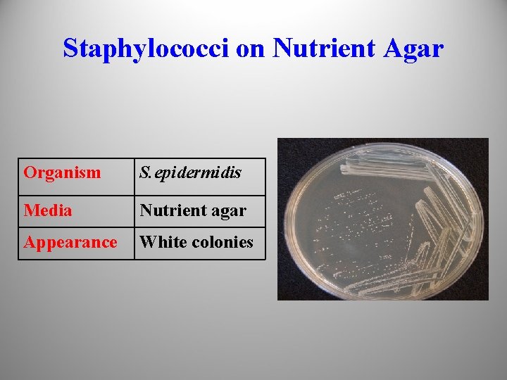 Staphylococci on Nutrient Agar Organism S. epidermidis Media Nutrient agar Appearance White colonies 