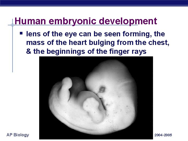 Human embryonic development § lens of the eye can be seen forming, the mass