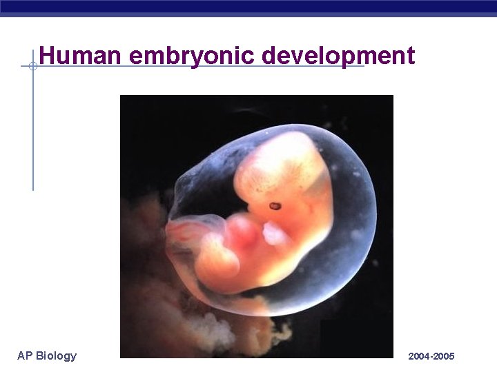 Human embryonic development AP Biology 2004 -2005 